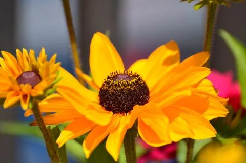 BEAUTIFUL FLOWER Stock Photos