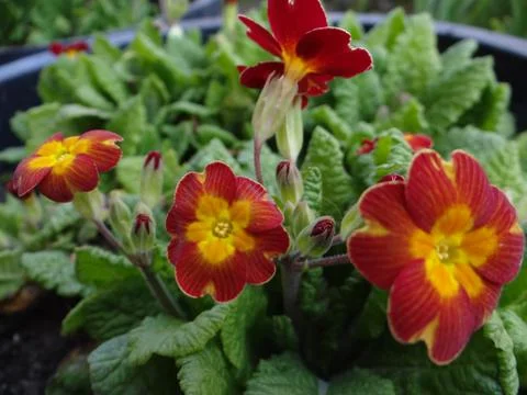 Beautiful flower Stock-Fotos
