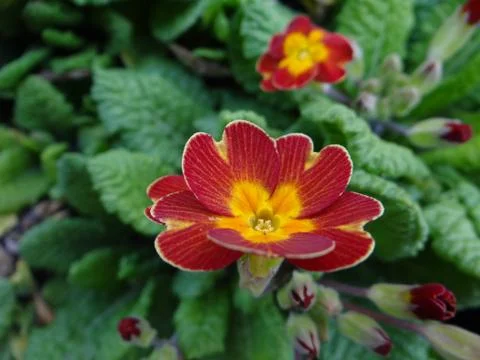 Beautiful flower Stock-Fotos