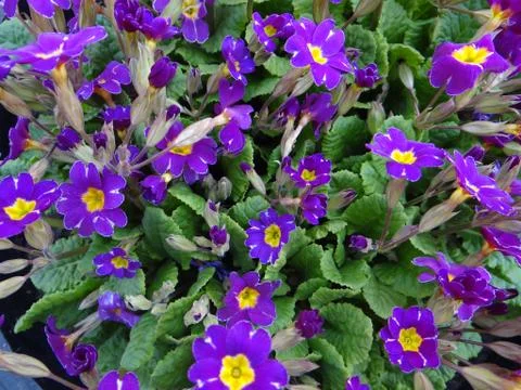 Beautiful flower Stock-Fotos