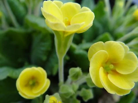 Beautiful flower Stock-Fotos