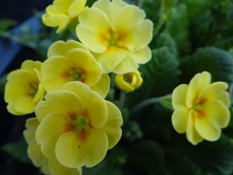 Beautiful flower Stock-Fotos