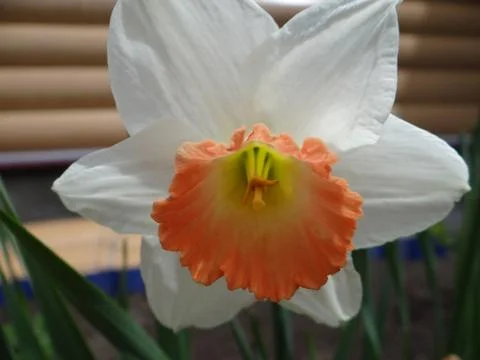Beautiful flower Stock-Fotos