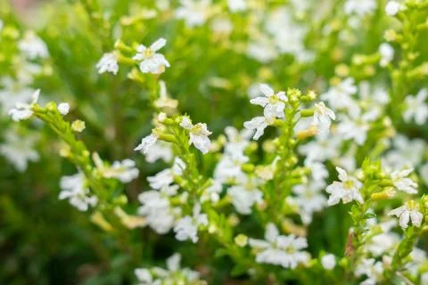 Beautiful flower Stock Photos
