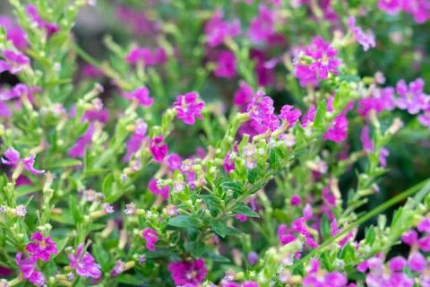 Beautiful flower 库存照片