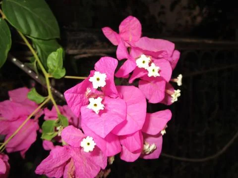 Beautiful flower Stock Photos