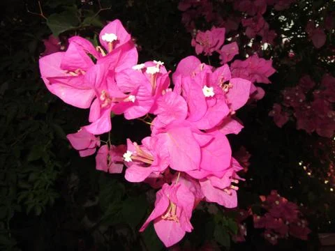 Beautiful flower Stock Photos