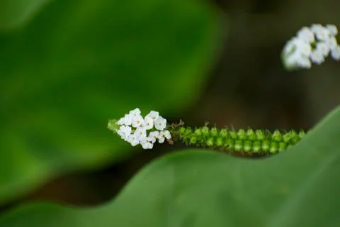 Beautiful flower Foto stock