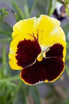 Beautiful flower Stock Photos