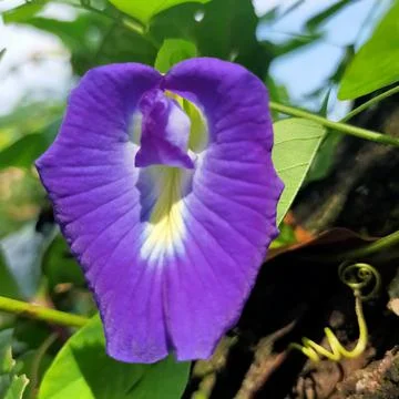 Beautiful Flower Fotos Stock