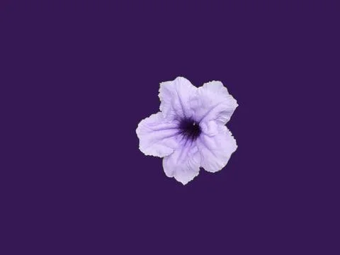 Beautiful flower Stock Photos