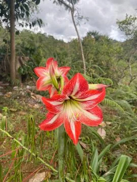 Beautiful flower Stock Photos