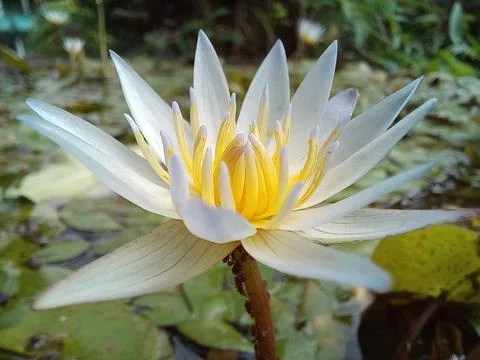 Beautiful Flower Stock Photos