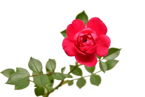 Beautiful flower pink rose isolated on white background. Wedding card. Gree.. Stock Photos