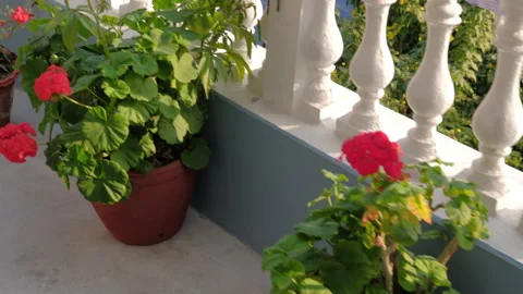 Beautiful flower pots elegantly displayed on a cozy balcony space in Pokhara Stock Footage 302515677