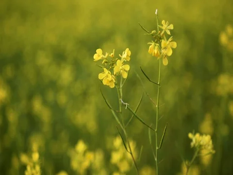 Beautiful flower of the rapeseed.  Stock Footage 81137832