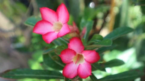 A beautiful flower with a red pattern mixed with a little white Stock Photos