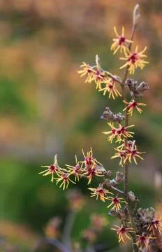 Beautiful flower Ruby Glow.Hamamelis intermedia Stock Photos