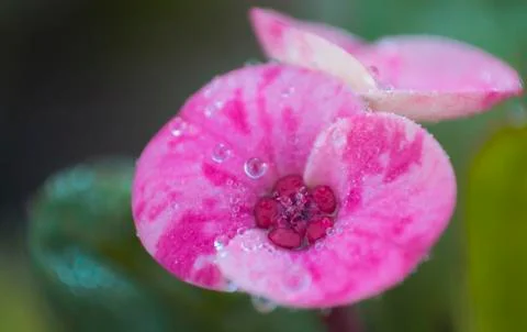 Beautiful flower with some water drops Stock Photos