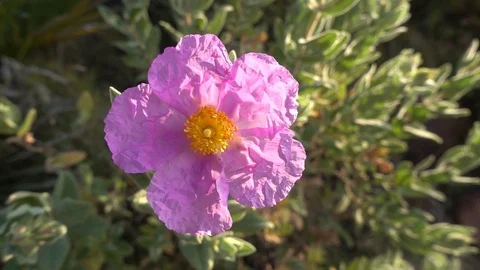 A beautiful flower in spring Stock Footage 103539422