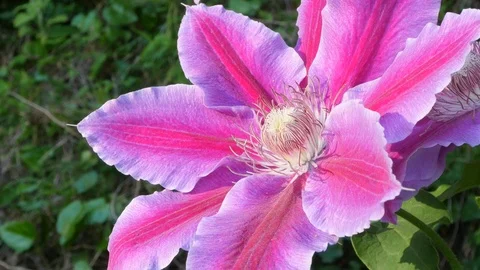 Beautiful flower on a Sunny day. macro Vidéo 89727154
