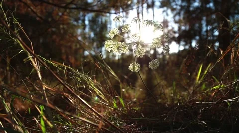 Beautiful Flower at Sunset Stock-Footage 55885172