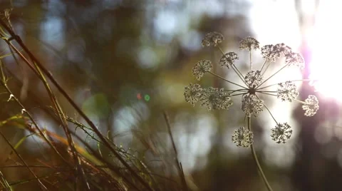 Beautiful Flower at Sunset Stock Footage 55885180