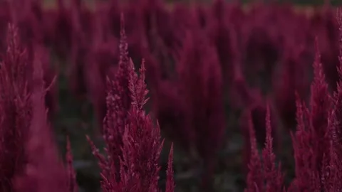 Beautiful flower in sunset Stock Footage 171763126