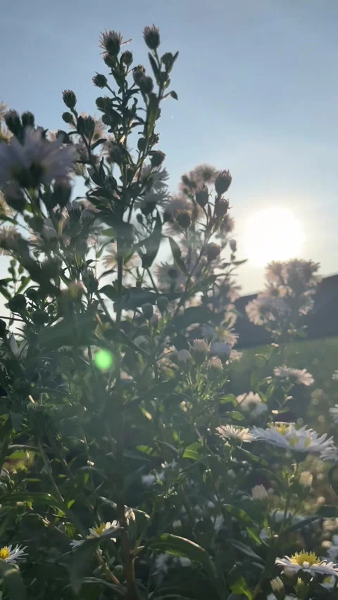 Beautiful flower on sunset light. Stock Footage 244625385