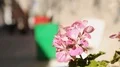 Beautiful flower surviving in big city, hectic life around piece of pure nature HD Footage