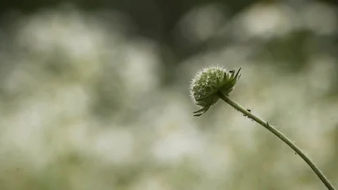 Beautiful Flower With Tiny Insects Crawling Macro 4K Stock-Footage 85260920