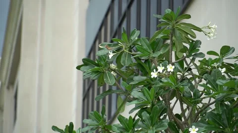 Beautiful Flower on tree Stock-Footage 242836450
