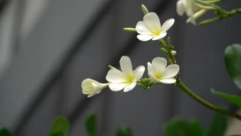Beautiful Flower on tree Stock-Footage 242836451