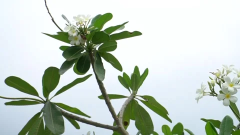 Beautiful Flower on tree Stock-Footage 242836485