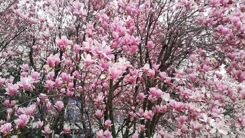 Beautiful Flower Trees in Bloom | Stunning Nature View Vídeos de archivo 337786048