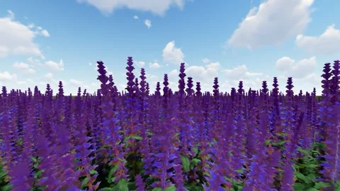 Beautiful flower under the sky Stock Footage 337943946