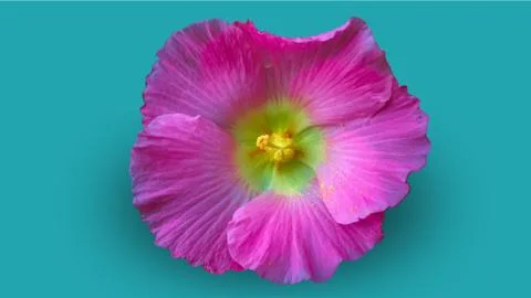 Beautiful flower vector,isolated on blue background Stock Photos