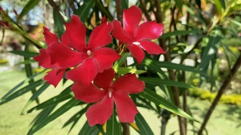 Beautiful flower view Stock Footage 209375432