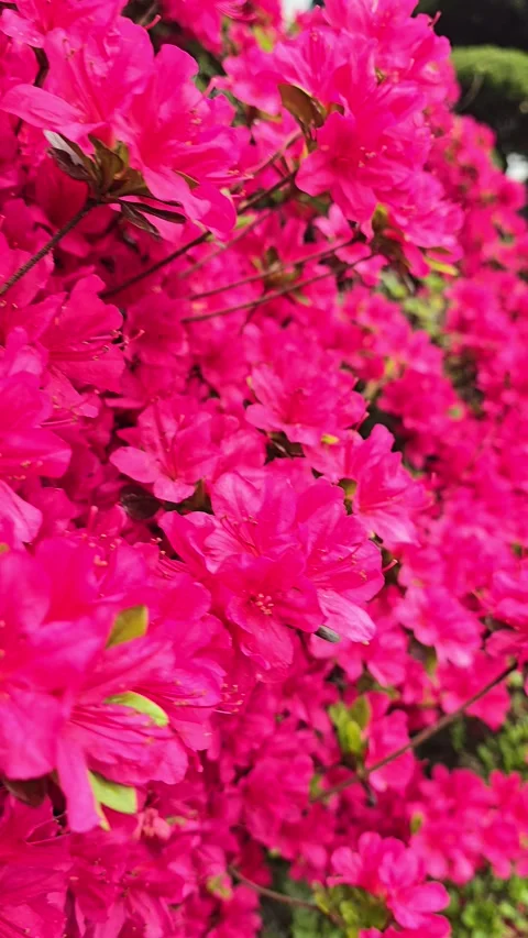 Beautiful flower view Stock Footage 274079197