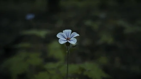 Beautiful flower waving in the wind Stock Footage 76660919
