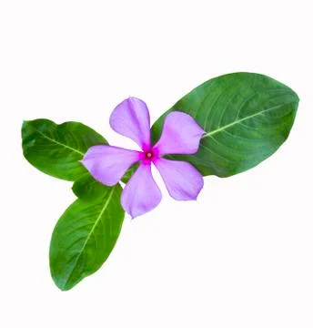 Beautiful  flower whit leaf Stock Photos