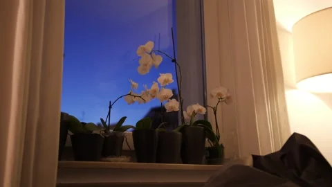 Beautiful Flower on a Window Ledge during a Clear Sunset Stock Footage 137279057