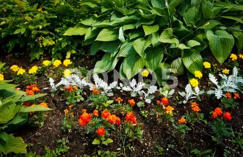Beautiful flowerbed Stock Photos
