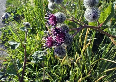 Beautiful flowered agrimony Stock Photos