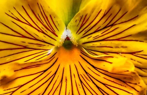 Beautiful flowering bloom in vivid sunlight Stock Photos