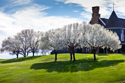 Beautiful flowering Bradford pear trees in springtime in Texas Stock Photos