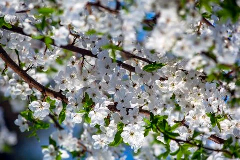 Beautiful flowering cherry. Background with flowers on a spring day. Stock Photos