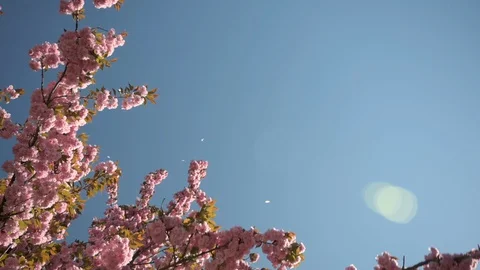 Beautiful flowering cherry tree with falling pink blossoms Video stock 128974241
