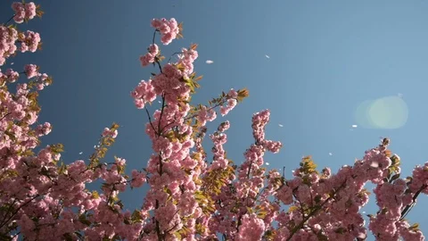Beautiful flowering cherry tree with falling pink petals Stock Footage 128974285