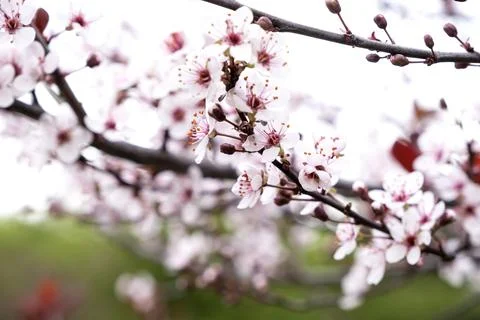 Beautiful flowering cherry tree in spring. Cherry flowers close up Stock Photos